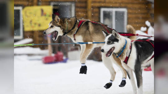 Iditarod