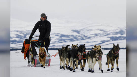 Hundeschlittenrennen Iditarod- Peter Kaiser