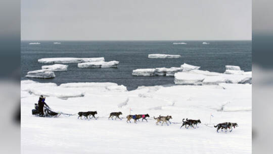 Hundeschlittenrennen Iditarod - Jessie Royer