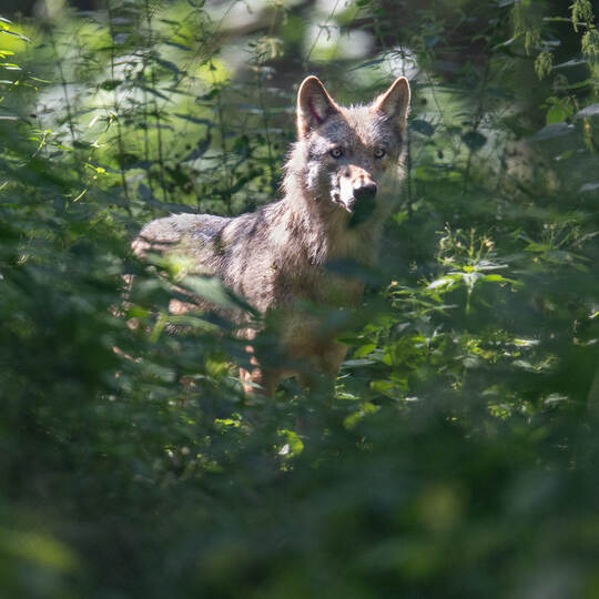 Wolfspaar in Hessen bekommt Nachwuchs