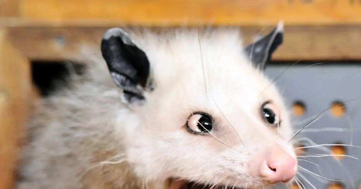 Gibt Es Opossums In Deutschland