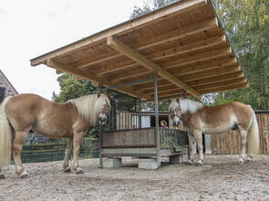 Westernreiterin Miriam Haas Langensteinbach