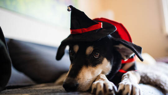 Hunde Halloween-Kostüm