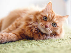 AdobeStock_220757428