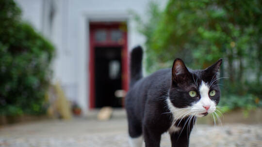 KINA - Katzen können gut hinhören