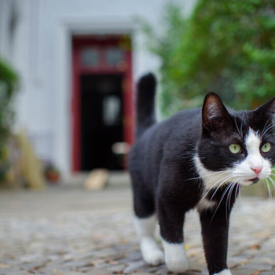 KINA - Katzen können gut hinhören