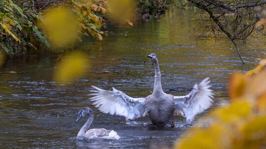 Schwanenauswilderung Neuenbürg