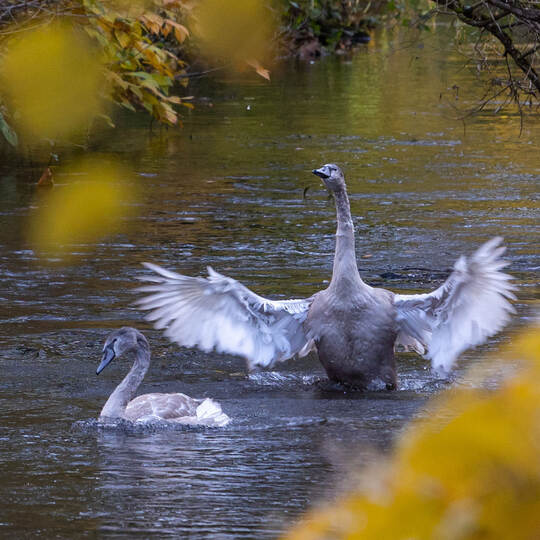 Schwanenauswilderung Neuenbürg