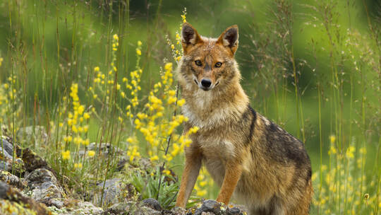 Curious golden jackal standing on rocks and looking to camera in summer