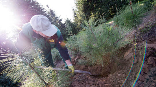 Gemietet oder mit Wurzel: Ist der Weihnachtsbaum so nachhaltig?