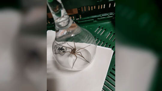 Giftspinne in Bananenkiste entdeckt