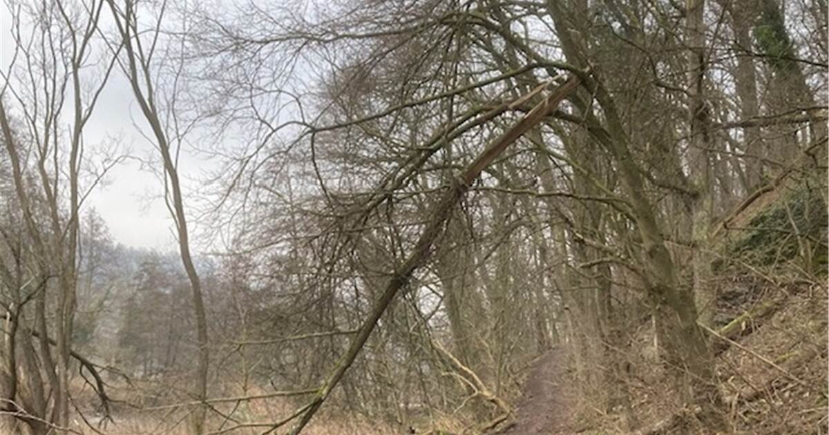 Trockenheit und Pilzbefall setzt Bäumen in