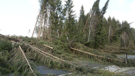 Sturmschäden im Harz