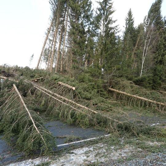 Sturmschäden im Harz
