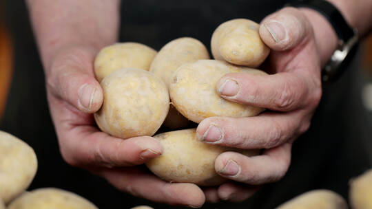 Kartoffelpreise steigen