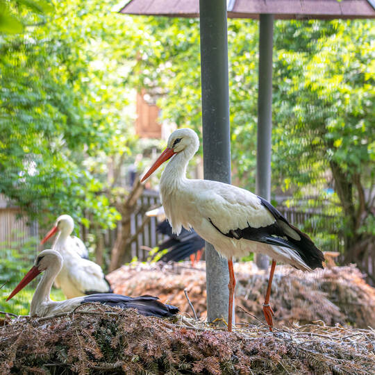 Storch Wildpark Nestpendler