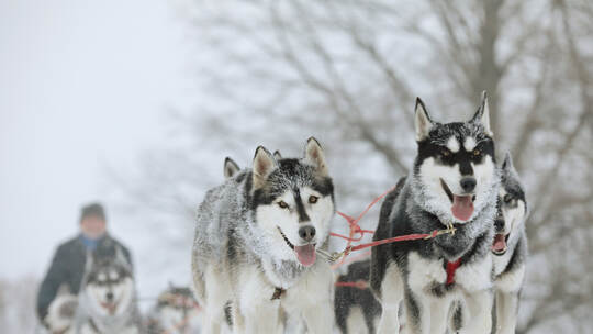 Winter sled dog race in the wonderful winter landscape in the background is blurred guide dogs. Winter Sled dog racing on the ci