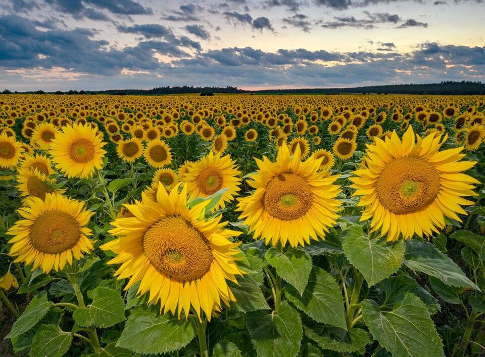 Anbau von Sonnenblumen mehr als verdoppelt - Wirtschaft weltweit ...