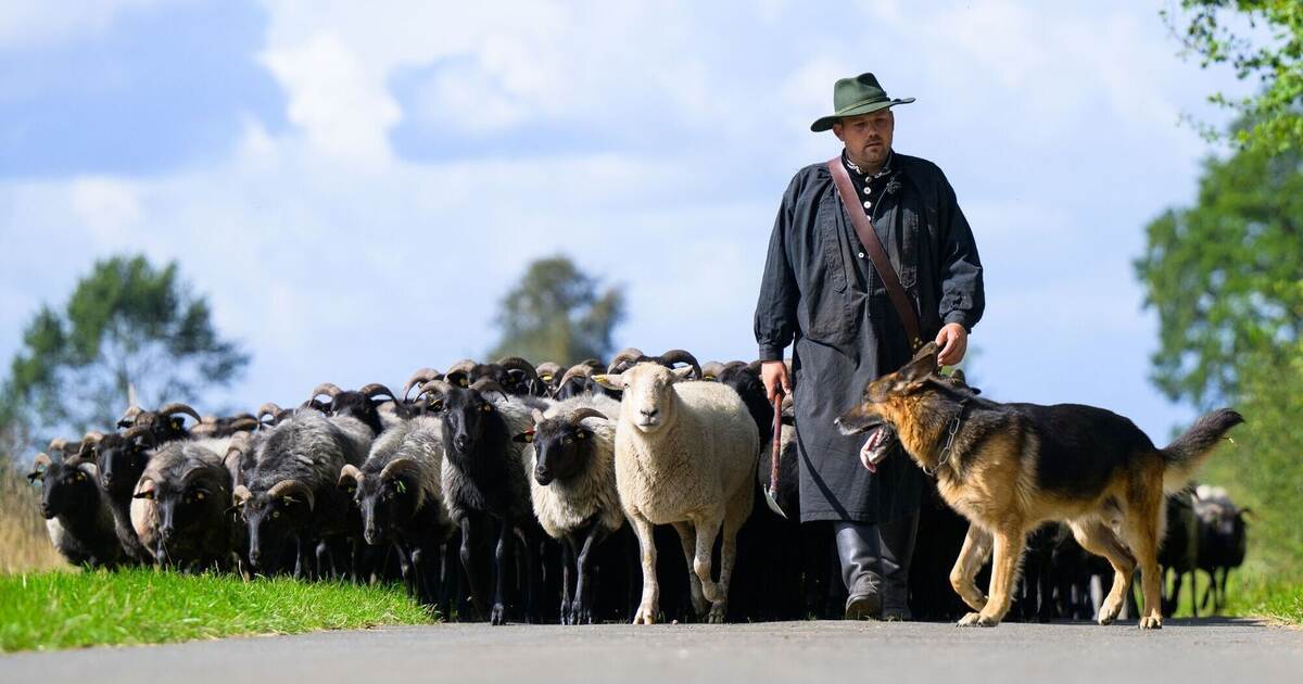Deutsche Meisterschaft im Schafehüten gestartet Deutschland und