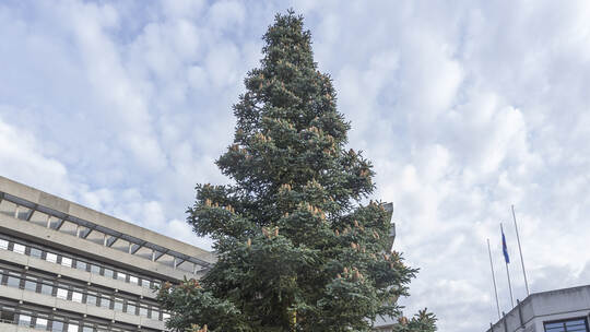 Weihnachtsbaum Marktplatz Oktober