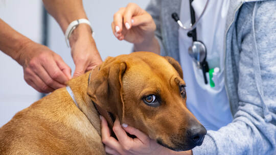 KINA - Auch manche Tiere machen Diät