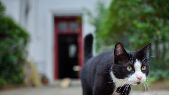 KINA - Katzen können gut hinhören
