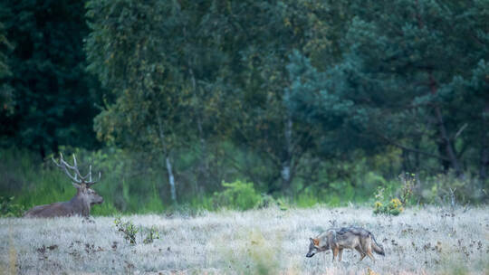 Wolfsrudel innerhalb des Berliner Rings entdeckt