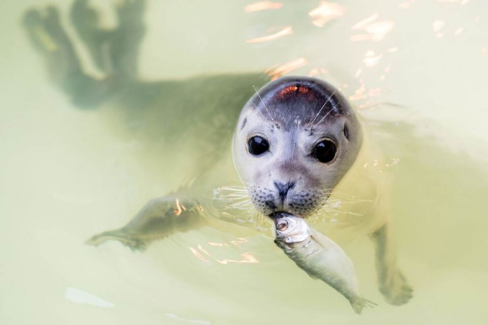 Norddeutsche Seehundstationen ziehen rund 400 Jungtiere groß - Deutschland und Weltweit ...