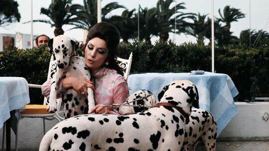 Gina Lollobrigida Gina Lollobrigida
