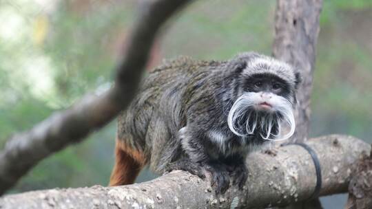 Rätselhafte Vorfälle im Zoo von Dallas