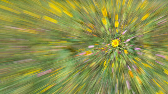 Sonnenblumen im Blühstreifen