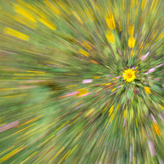 Sonnenblumen im Blühstreifen