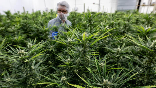 Cannabis-Produktion in Deutschland