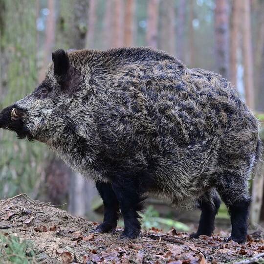 Wildschwein