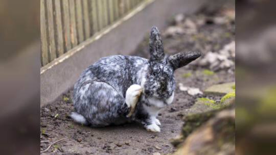 Kaninchen im Wildpark