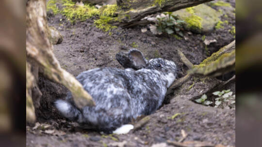 Kaninchen im Wildpark
