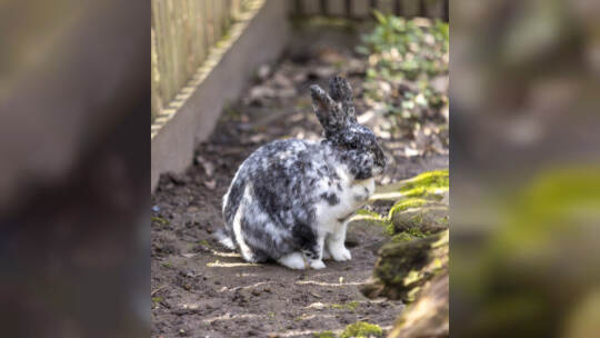 Kaninchen im Wildpark