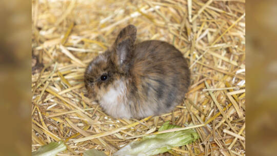 Kaninchen im Wildpark