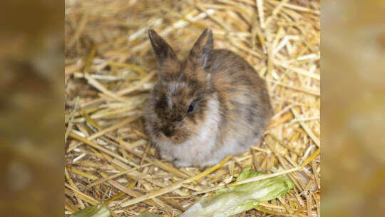 Kaninchen im Wildpark