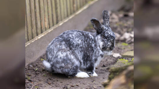 Kaninchen im Wildpark