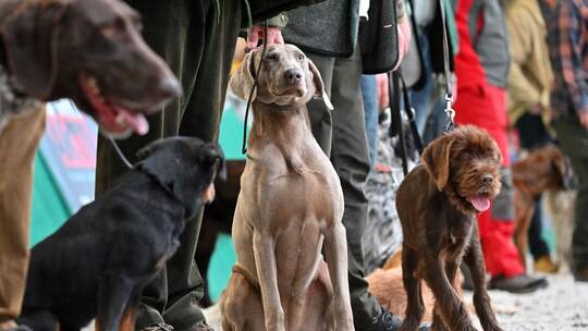 Hunde Hunde