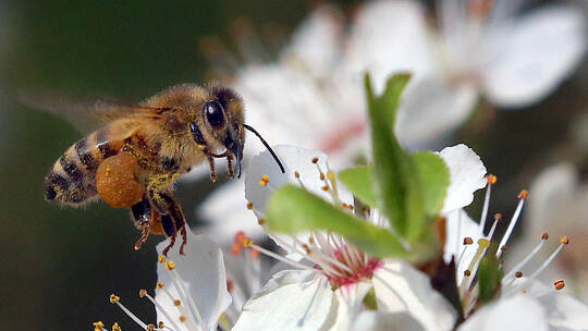 Bienen sammeln Nektar und bestäuben Blüten