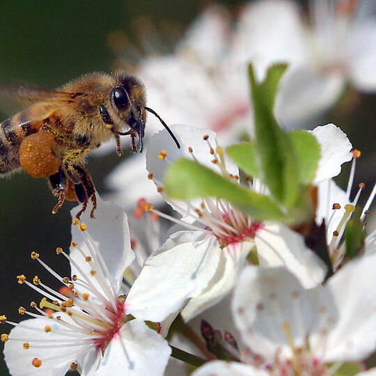 Bienen sammeln Nektar und bestäuben Blüten