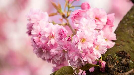 Kirschblüten in der Bonner Innenstadt