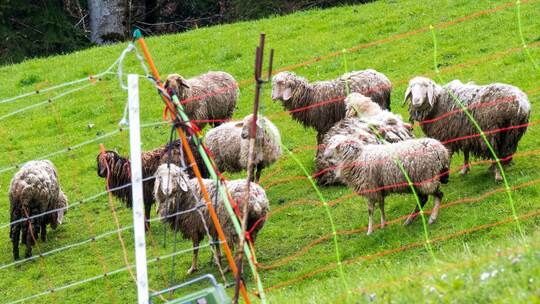 Nach Schafsrissen in Oberbayern