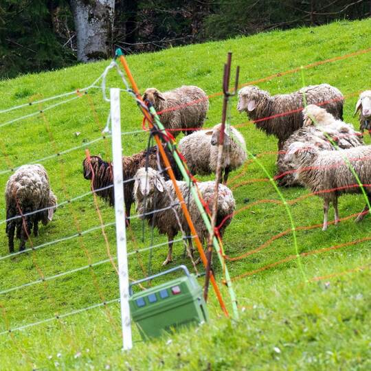 Nach Schafsrissen in Oberbayern