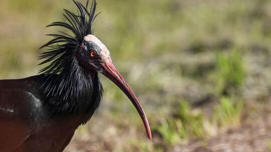 Waldrapp