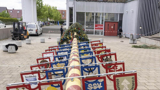 Mai-Baum in Huchenfeld wird aufgestellt