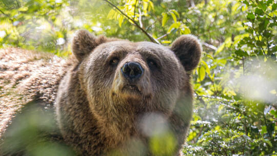 Heimatstark Bärenpark Bad Rippoldsau