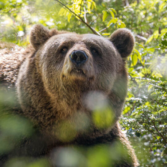 Heimatstark Bärenpark Bad Rippoldsau